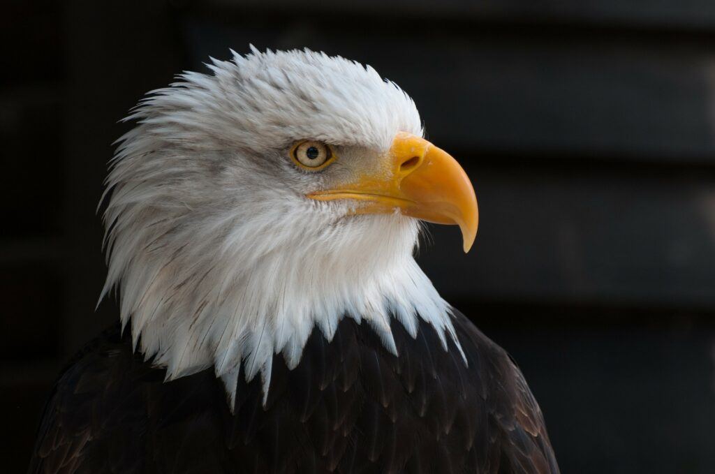 image of bald eagle